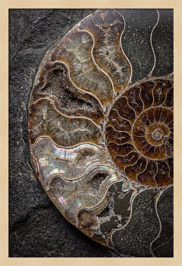 Fossil Ammonite Spiral