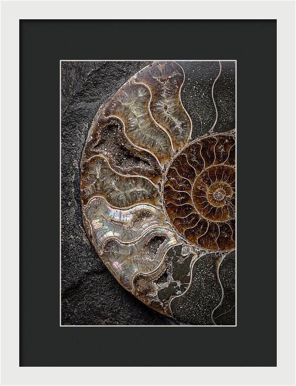Fossil Ammonite Spiral