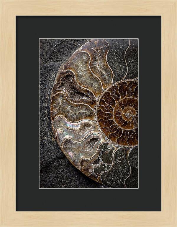 Fossil Ammonite Spiral