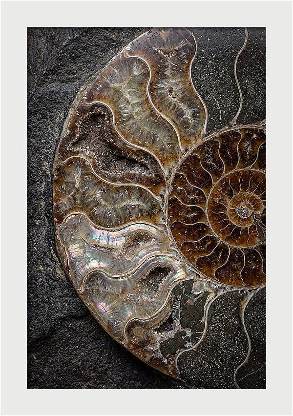 Fossil Ammonite Spiral