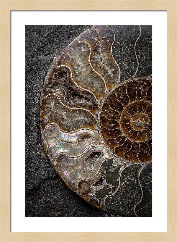 Fossil Ammonite Spiral