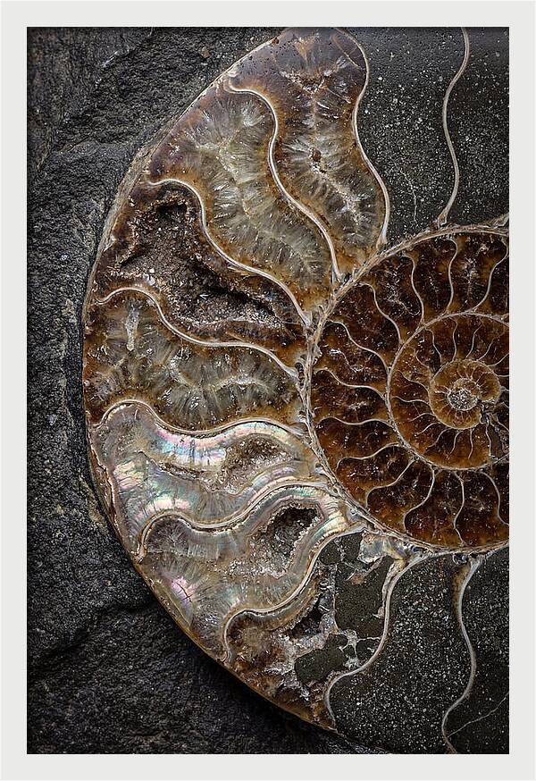 Fossil Ammonite Spiral