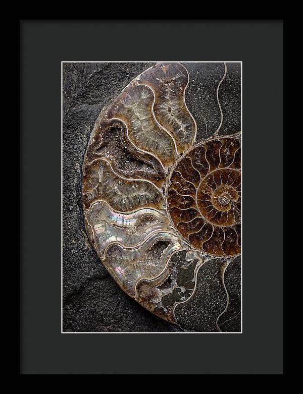 Fossil Ammonite Spiral