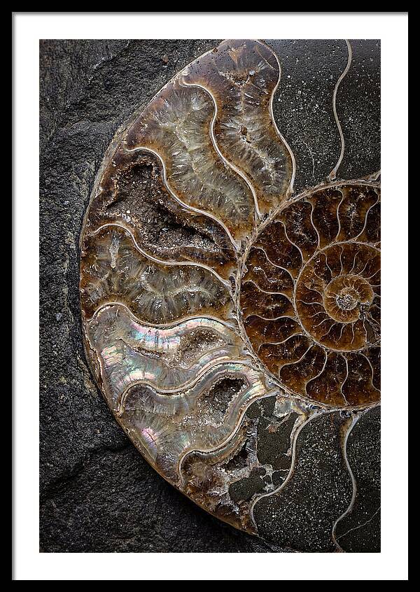 Fossil Ammonite Spiral