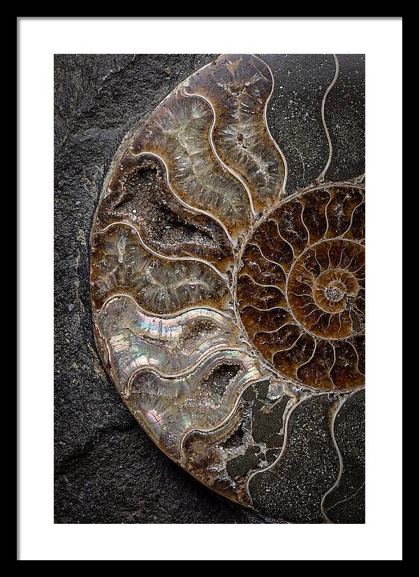 Fossil Ammonite Spiral