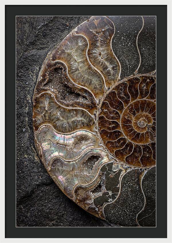 Fossil Ammonite Spiral
