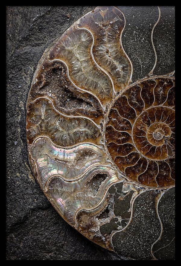 Fossil Ammonite Spiral