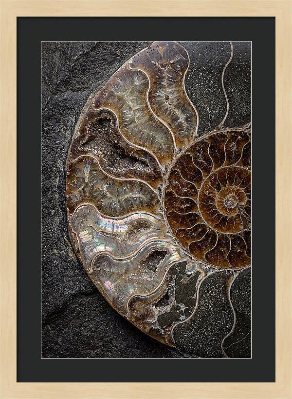 Fossil Ammonite Spiral