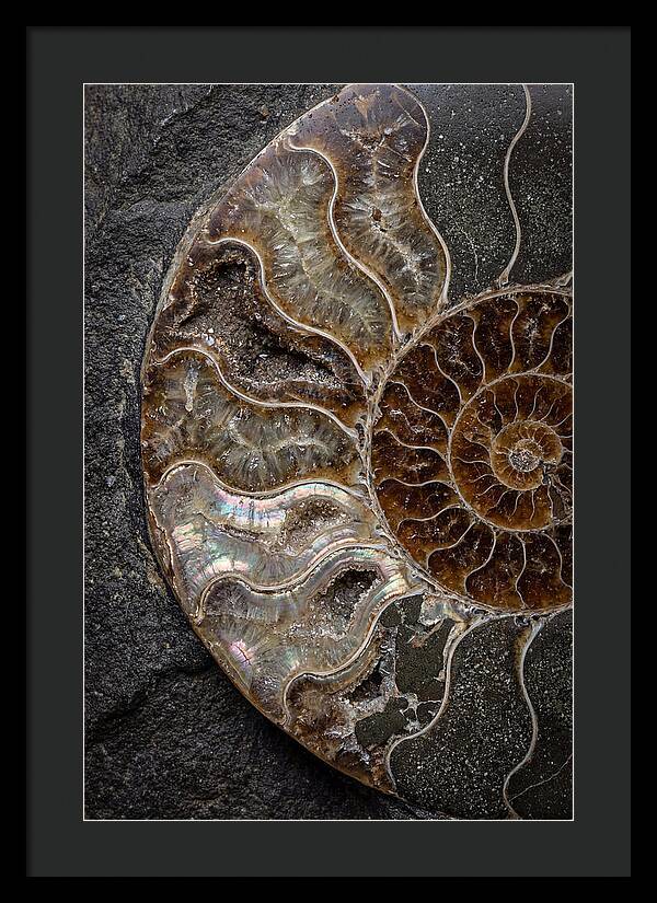 Fossil Ammonite Spiral