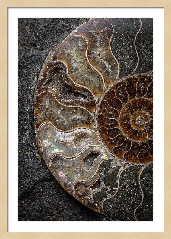Fossil Ammonite Spiral