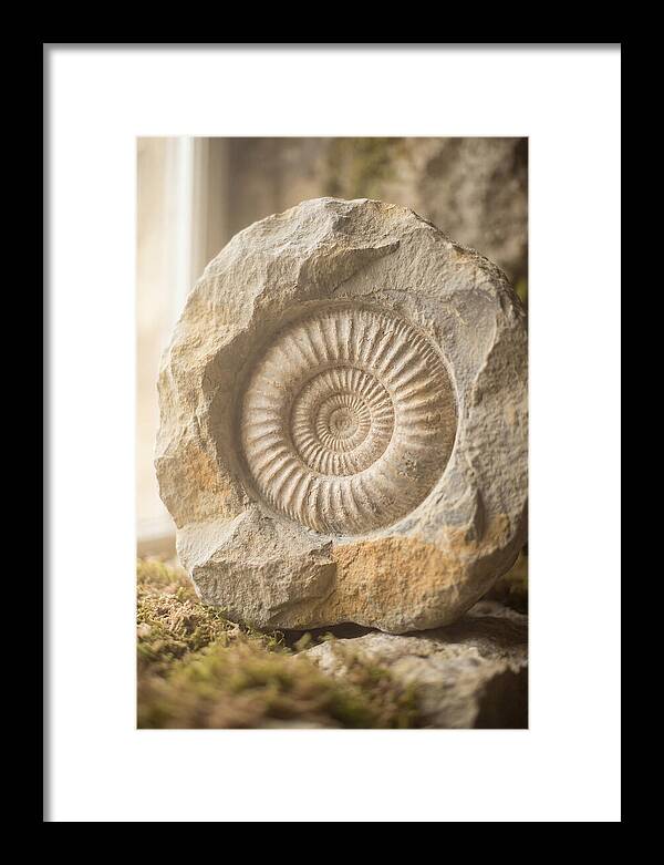 Fossil Ammonite Spiral In Stone