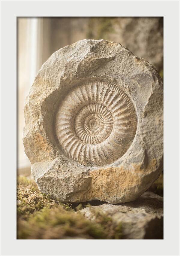 Fossil Ammonite Spiral In Stone