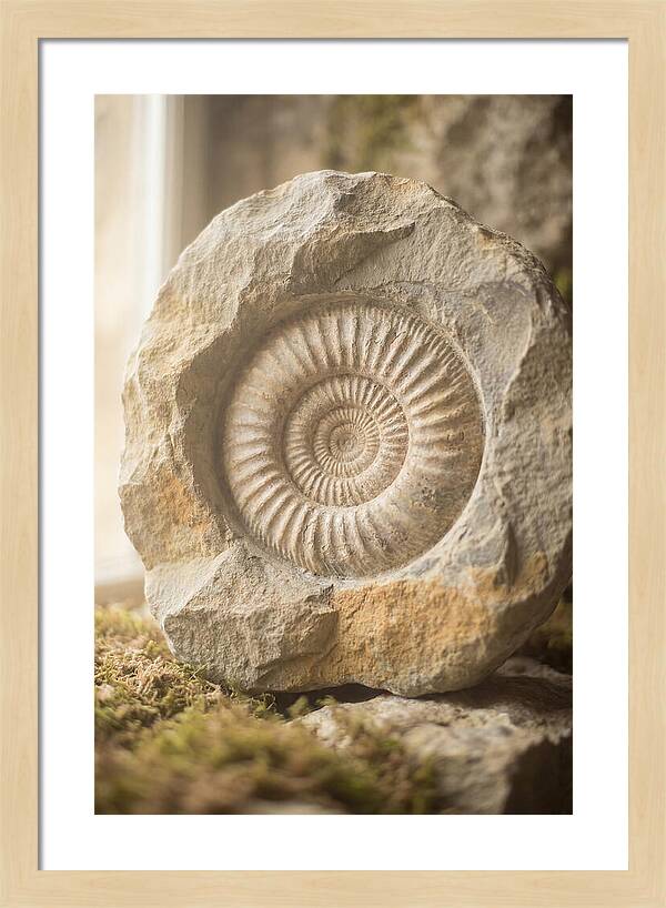 Fossil Ammonite Spiral In Stone