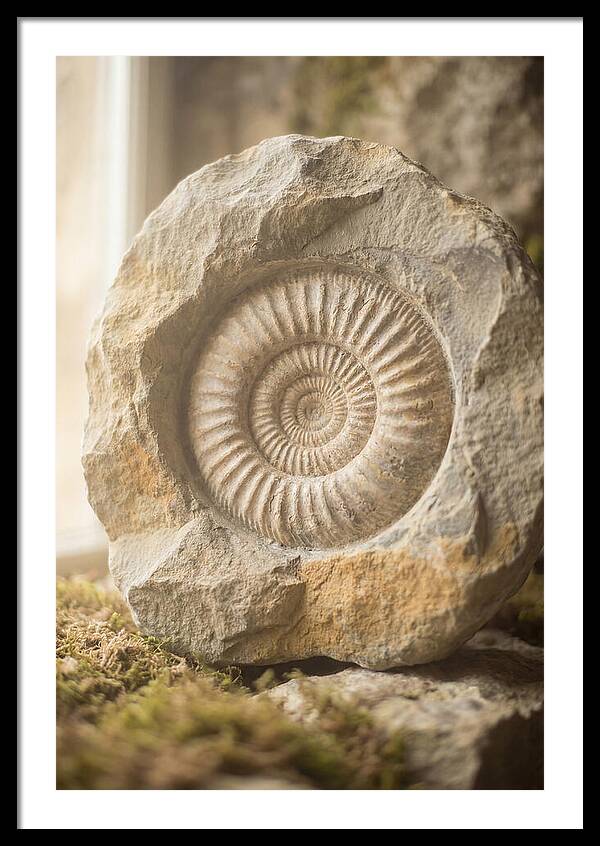 Fossil Ammonite Spiral In Stone