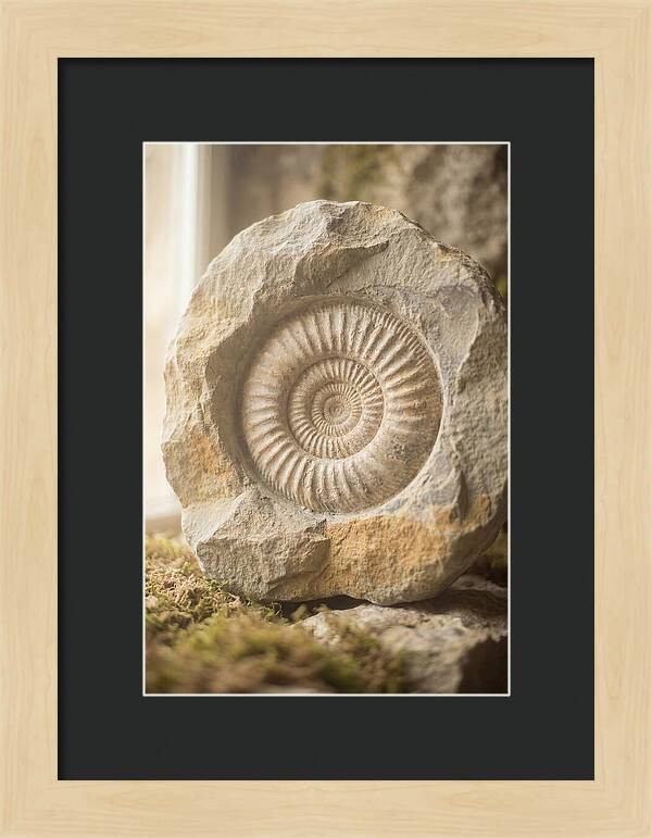Fossil Ammonite Spiral In Stone