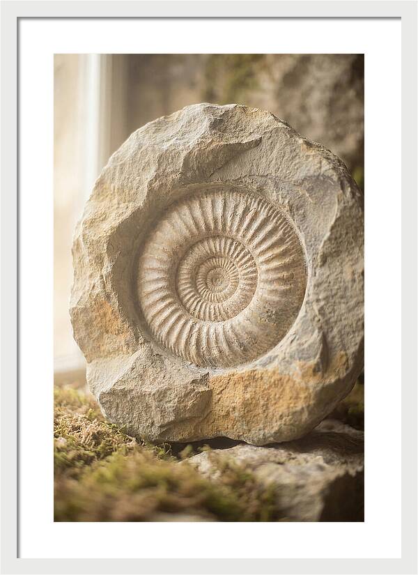 Fossil Ammonite Spiral In Stone
