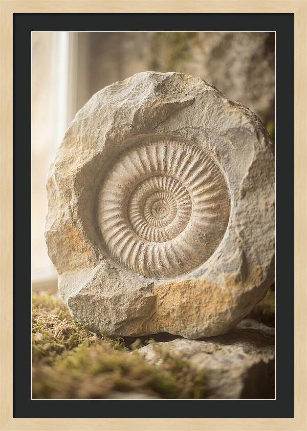 Fossil Ammonite Spiral In Stone