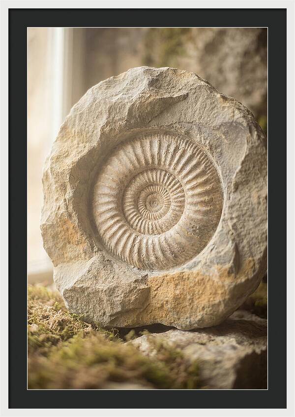 Fossil Ammonite Spiral In Stone