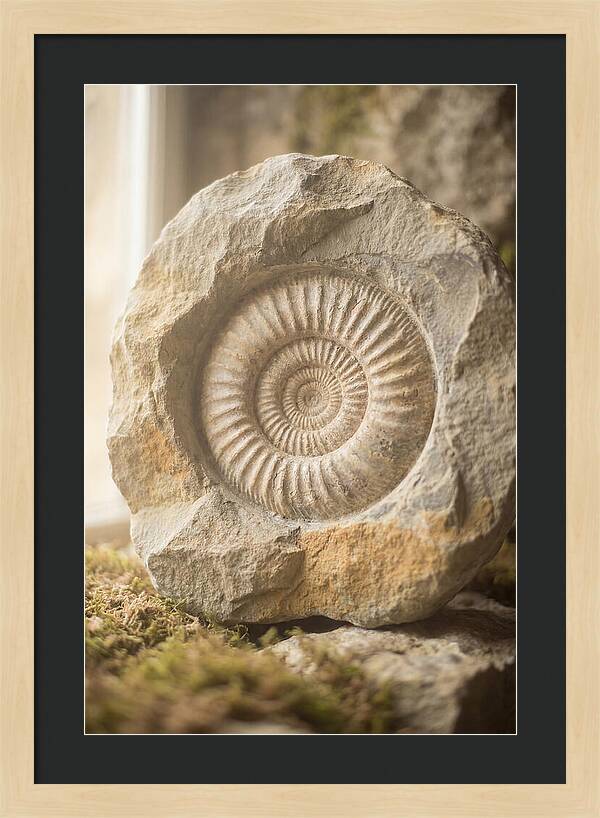 Fossil Ammonite Spiral In Stone