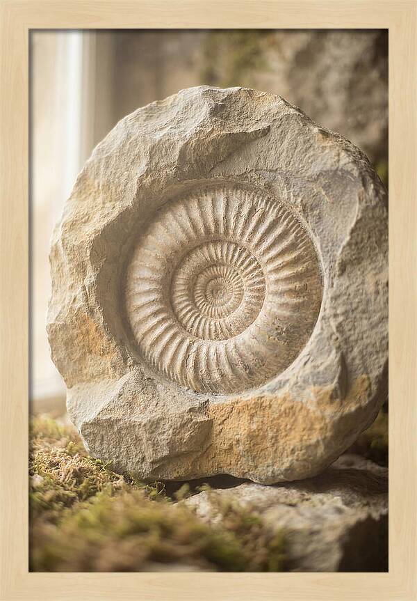 Fossil Ammonite Spiral In Stone