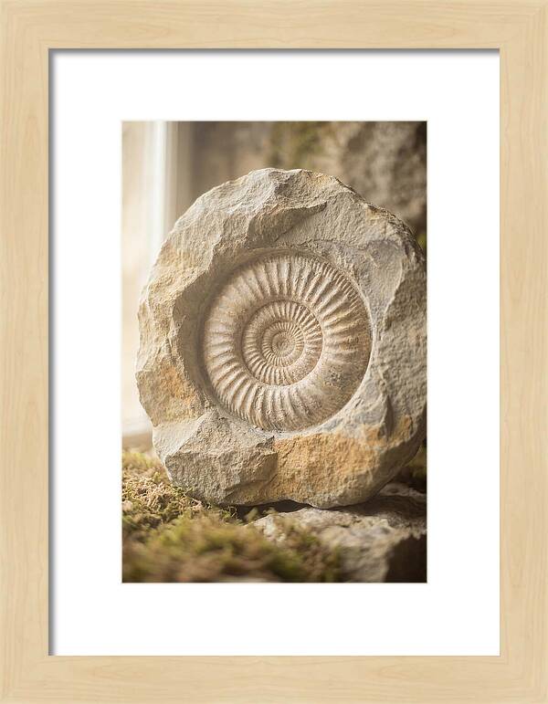Fossil Ammonite Spiral In Stone