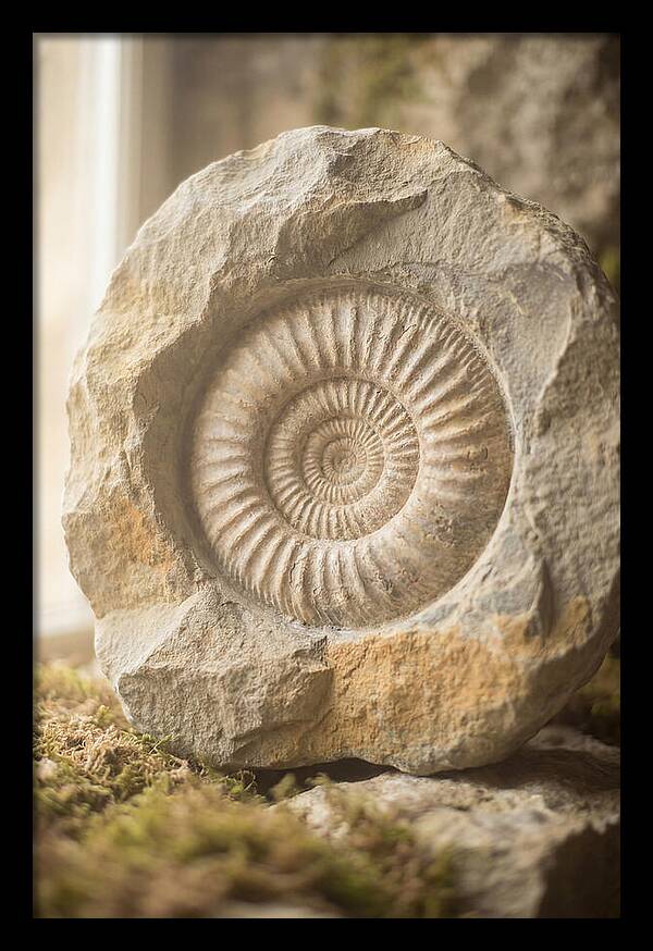 Fossil Ammonite Spiral In Stone