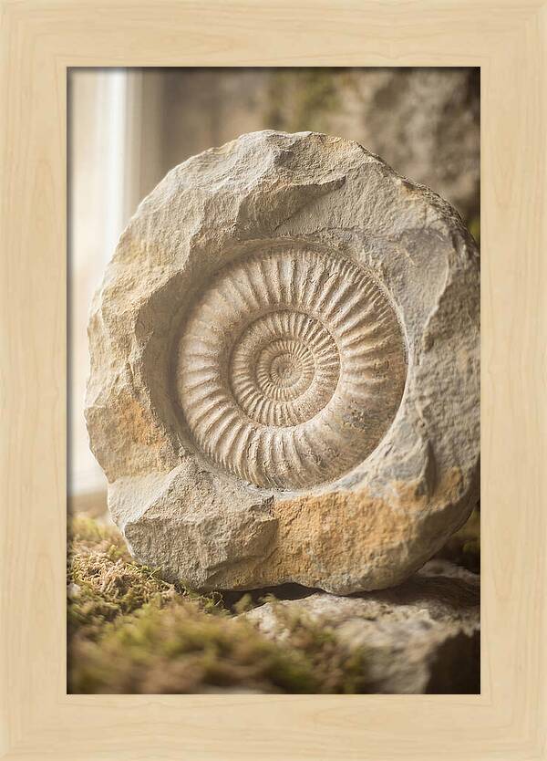 Fossil Ammonite Spiral In Stone