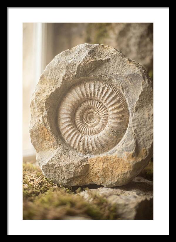 Fossil Ammonite Spiral In Stone