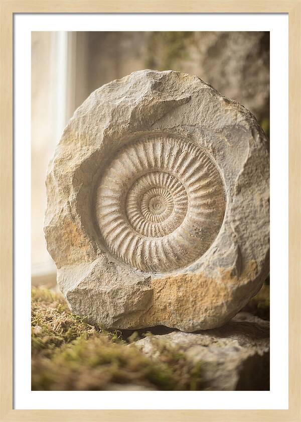 Fossil Ammonite Spiral In Stone