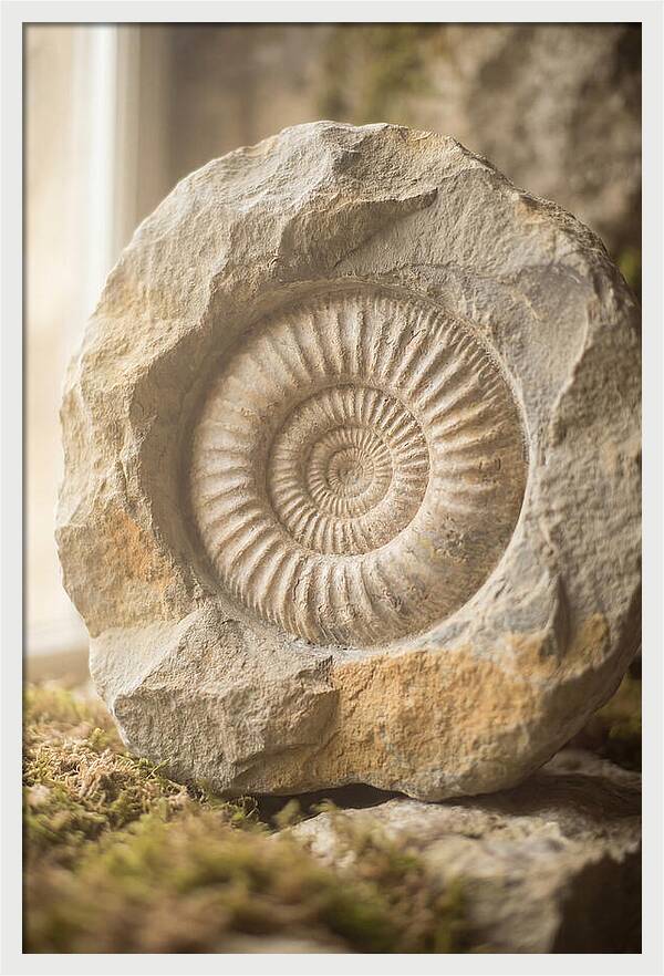 Fossil Ammonite Spiral In Stone