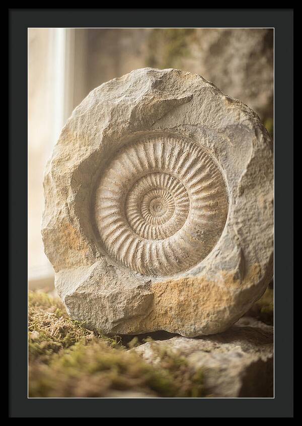 Fossil Ammonite Spiral In Stone
