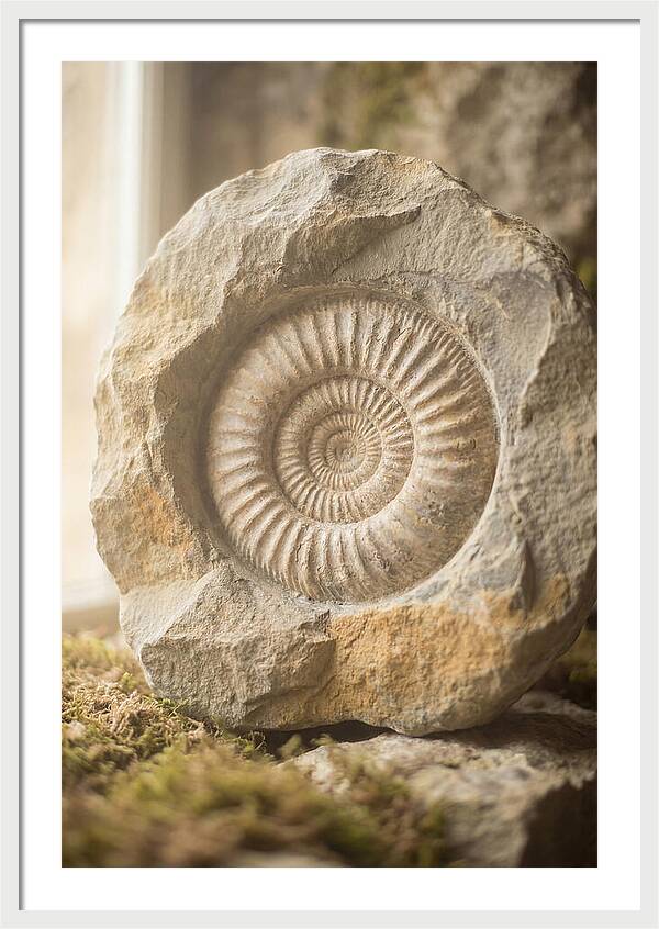 Fossil Ammonite Spiral In Stone