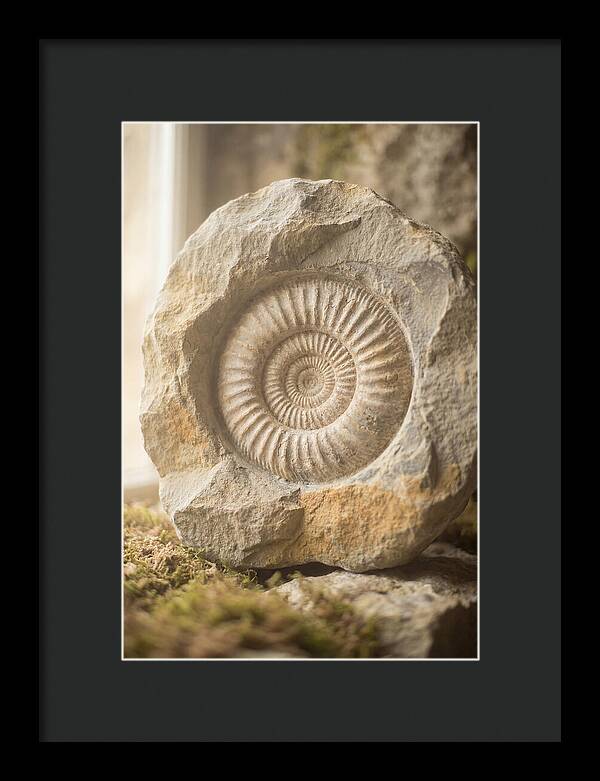 Fossil Ammonite Spiral In Stone