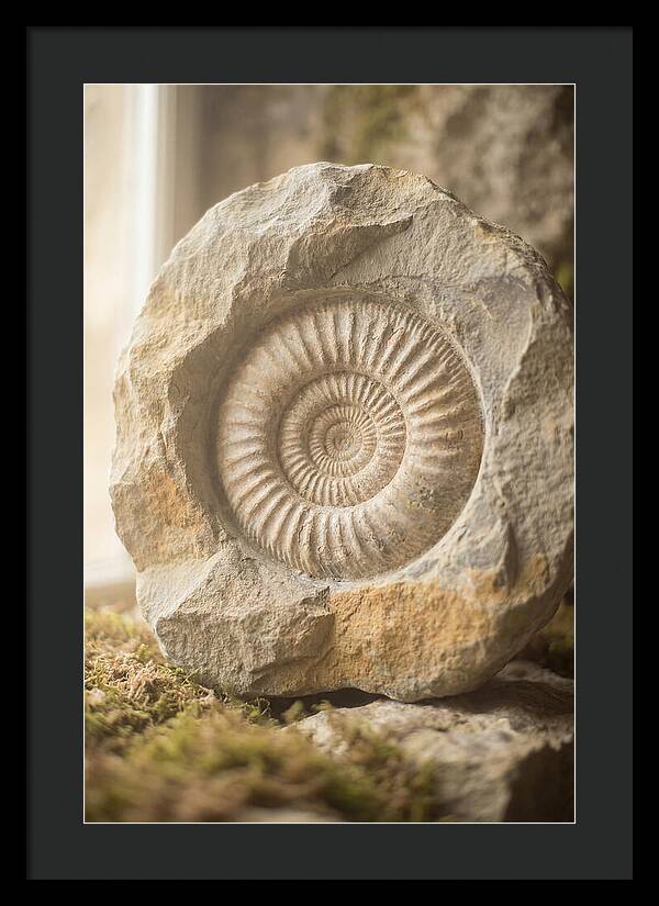 Fossil Ammonite Spiral In Stone