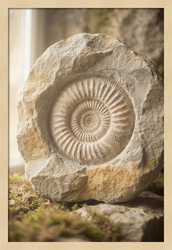 Fossil Ammonite Spiral In Stone