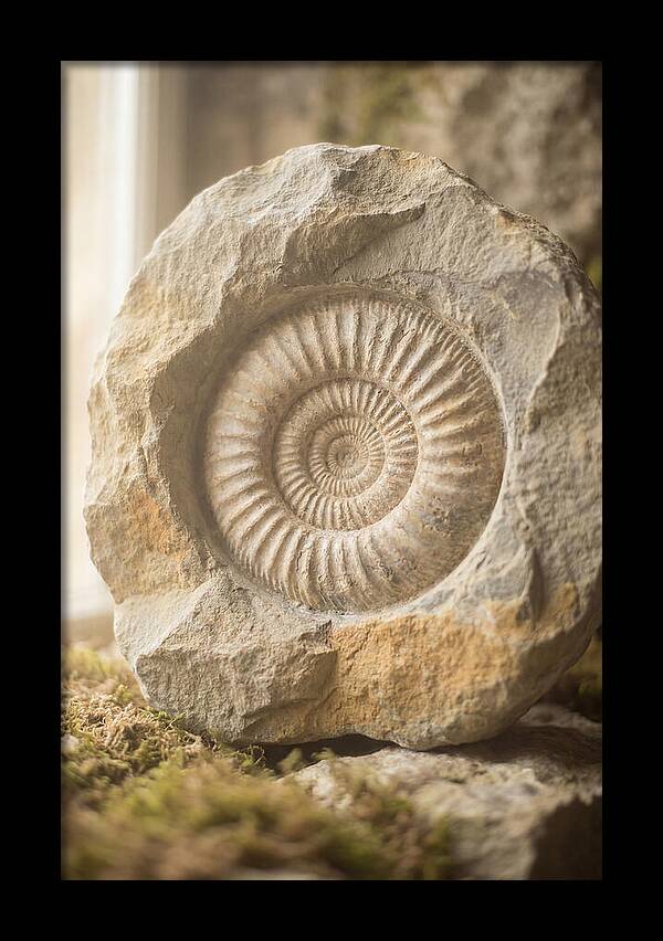 Fossil Ammonite Spiral In Stone