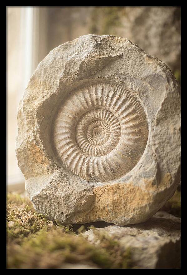 Fossil Ammonite Spiral In Stone