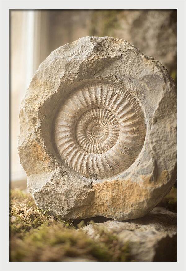 Fossil Ammonite Spiral In Stone