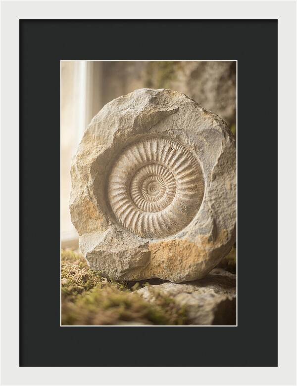 Fossil Ammonite Spiral In Stone