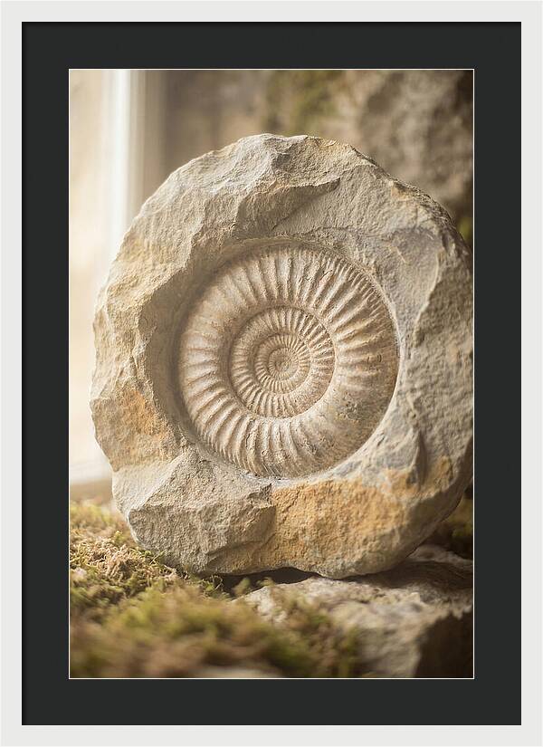 Fossil Ammonite Spiral In Stone