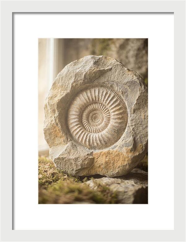 Fossil Ammonite Spiral In Stone