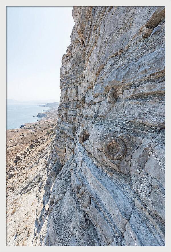 Fossilized Treasures Of Time