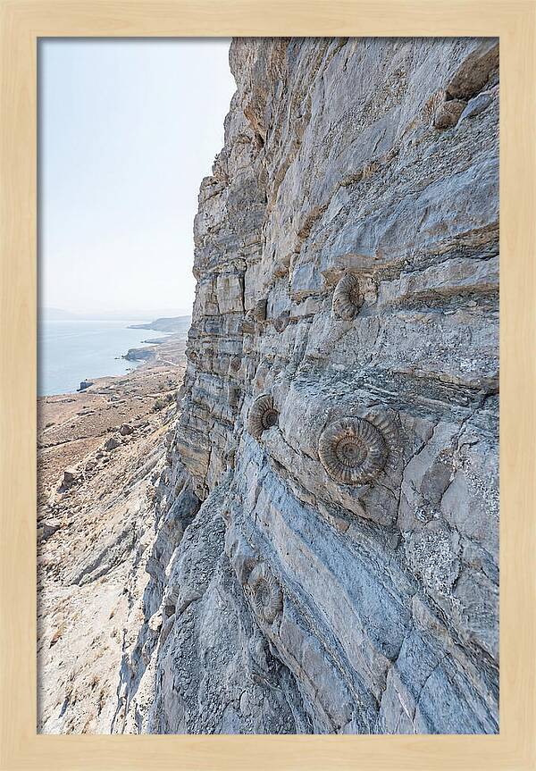 Fossilized Treasures Of Time