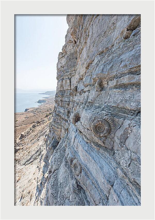 Fossilized Treasures Of Time