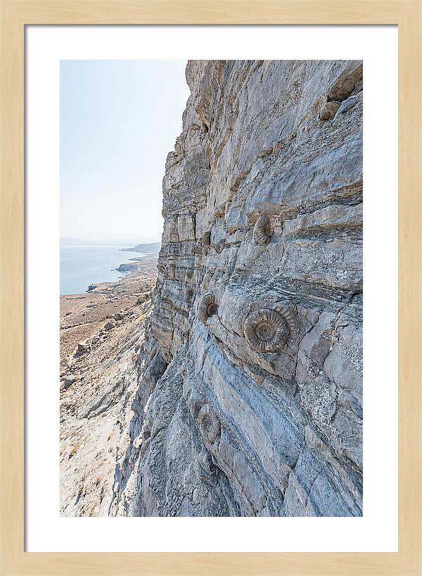 Fossilized Treasures Of Time