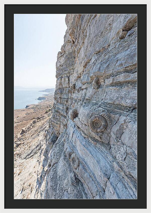 Fossilized Treasures Of Time