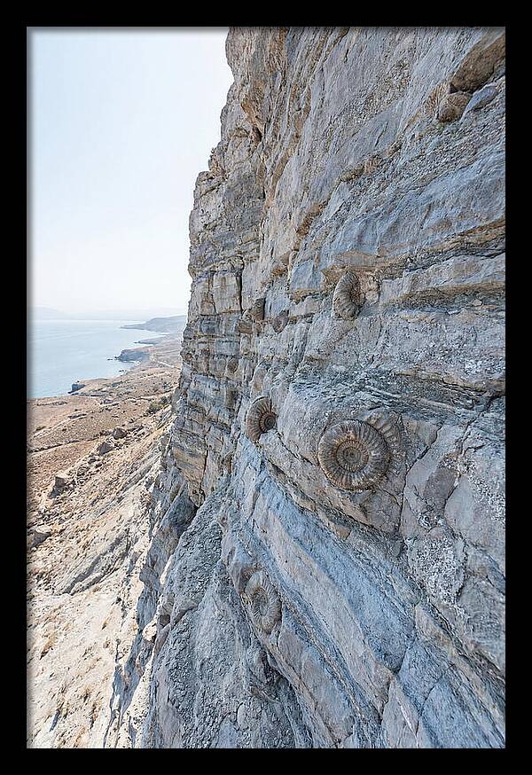 Fossilized Treasures Of Time