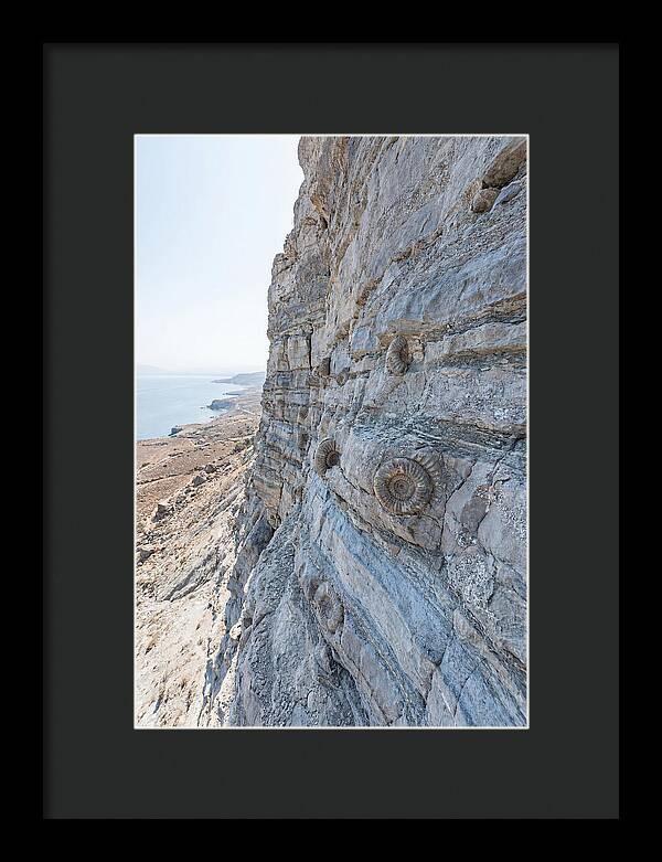 Fossilized Treasures Of Time