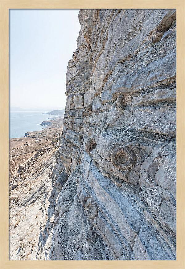 Fossilized Treasures Of Time