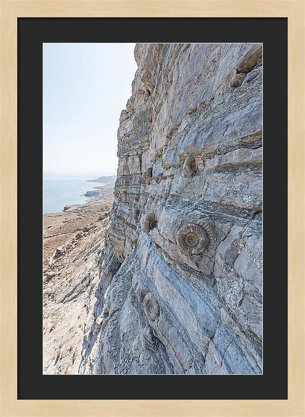 Fossilized Treasures Of Time
